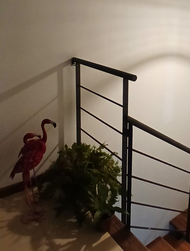 Las Medias de los Flamencos